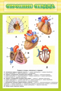 Стенд "Строение сердца" - fgospostavki.ru - Миасс