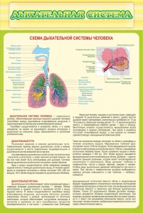 Стенд "Дыхательная система" - fgospostavki.ru - Миасс