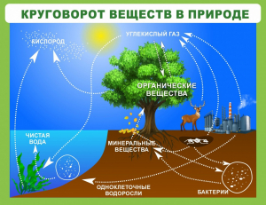 Стенд "Круговорот веществ" - fgospostavki.ru - Миасс