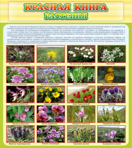 Стенд "Красная книга - растения" - fgospostavki.ru - Миасс