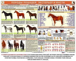 Комплект плакатов "Служебное коневодство" - fgospostavki.ru - Миасс