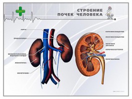 Стенд "Строение почки человека" - fgospostavki.ru - Миасс