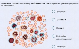 Интерактивные курсы. Биология 11 класс. Расширенный. - fgospostavki.ru - Миасс