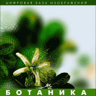 Ботаника. (Цифровая база изображений) - fgospostavki.ru - Миасс