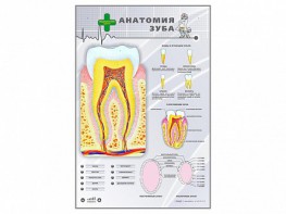 Электрифицированный стенд "Анатомия зуба" - fgospostavki.ru - Миасс