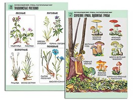 Комплект таблиц "Окружающий мир. Грибы. Растительный мир" (12 таблиц, А1, ламинированные) - fgospostavki.ru - Миасс