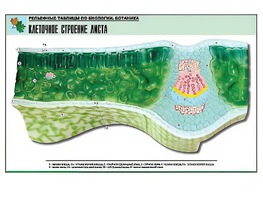 Рельефная таблица "Клеточное строение листа" (формат А1, матовое ламинирование) - fgospostavki.ru - Миасс
