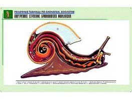Рельефная таблица "Внутреннее строение брюхоногого моллюска" (формат А1, матовое ламинирование) - fgospostavki.ru - Миасс