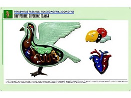 Рельефная таблица "Внутреннее строение голубя" (формат А1, матовое ламинирование) - fgospostavki.ru - Миасс