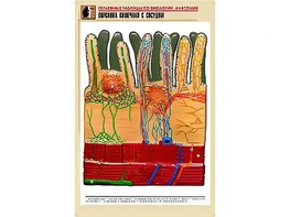 Рельефная таблица "Ворсинка кишечная с сосудом" (формат А1, матовое ламинирование) - fgospostavki.ru - Миасс