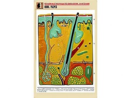 Рельефная таблица "Кожа. Разрез" (формат А1, матовое ламинирование) - fgospostavki.ru - Миасс