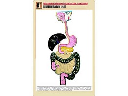 Рельефная таблица "Пищеварительный тракт" (формат А1, матовое ламинирование) - fgospostavki.ru - Миасс