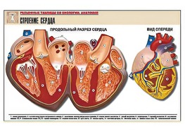 Рельефная таблица "Строение сердца" (формат А1, матовое ламинирование) - fgospostavki.ru - Миасс