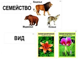 Модель-аппликация "Классификация растений и животных" (ламинированная) - fgospostavki.ru - Миасс