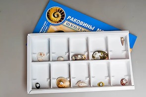 Коллекция "Раковины моллюсков" - fgospostavki.ru - Миасс