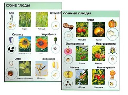 Коллекция "Семена и плоды" - fgospostavki.ru - Миасс