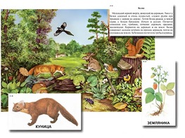 Магнитный плакат-аппликация "Лес: биоразнообразие и взаимосвязи в сообществе" - fgospostavki.ru - Миасс