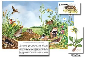 Магнитный плакат-аппликация "Луг: биоразнообразие и взаимосвязи в сообществе" - fgospostavki.ru - Миасс