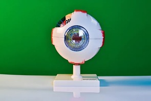 Модель глаза - fgospostavki.ru - Миасс