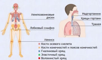 Интерактивные курсы. Биология 9 класс. Базовый. - fgospostavki.ru - Миасс