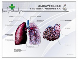 Стенд "Дыхательная система человека" - fgospostavki.ru - Миасс