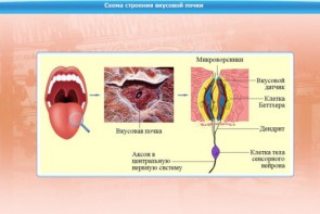 Интерактивные курсы. Биология 10 класс. Базовый. - fgospostavki.ru - Миасс