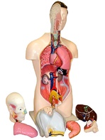 Торс человека разборный (42 см.) - fgospostavki.ru - Миасс