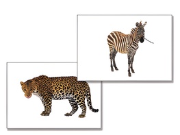 Дидактическое пособие "Дикие животные" - fgospostavki.ru - Миасс