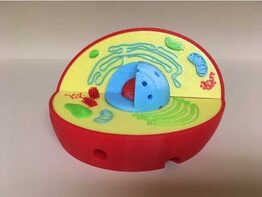 Модель растительной клетки - fgospostavki.ru - Миасс