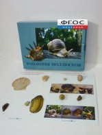 Коллекция "Раковины моллюсков" - fgospostavki.ru - Миасс
