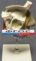 Модель "Разрез носоглотки" - fgospostavki.ru - Миасс
