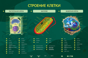 Электрифицированный стенд "Строение клетки" с маркерными полями - fgospostavki.ru - Миасс