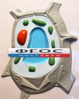 Модель барельефная "Растительная клетка" - fgospostavki.ru - Миасс