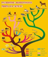 Стенд "Развитие животного мира на земле" - fgospostavki.ru - Миасс