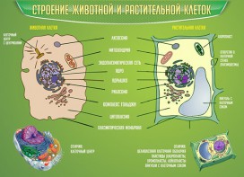 Стенд "Строение животной и растительной клеток" - fgospostavki.ru - Миасс